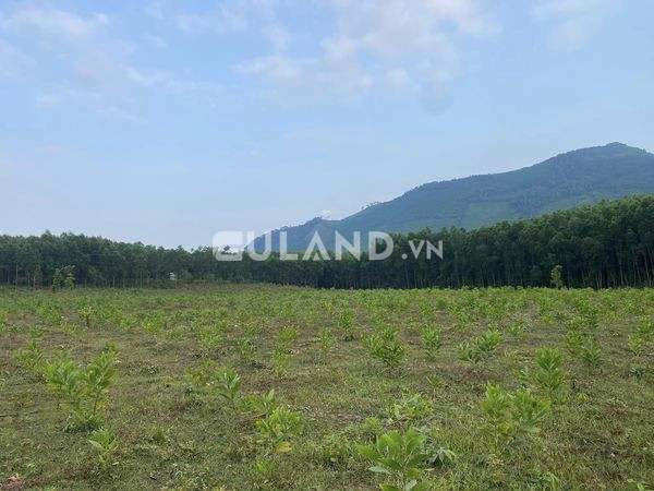 📣📣Cần bán 20000m (2hec)  đất trồng cây lâu năm tại xã Hoà Phú, Hoà vang