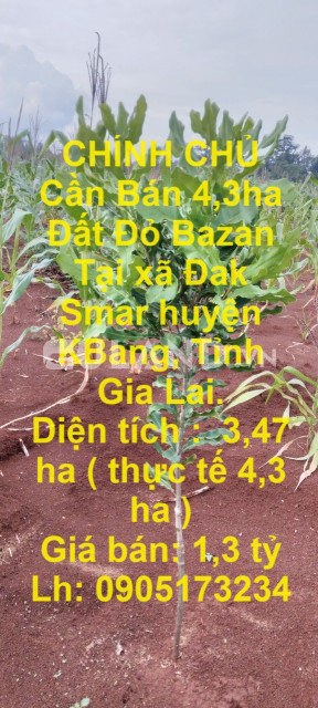 CHÍNH CHỦ Cần Bán 4,3ha Đất Đỏ Bazan Tại xã Đak Smar huyện KBang, Tỉnh Gia Lai.